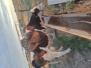 Vaca de vanzare baltata romaneasca de 10 ani. - imagine 4