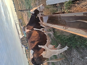 Vaca de vanzare baltata romaneasca de 10 ani. - imagine 3