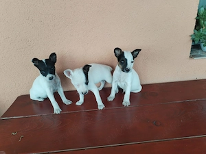 Jack Russel terrier (metis)  - imagine 3
