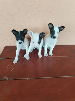Jack Russel terrier (metis)  - imagine 4