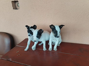Jack Russel terrier (metis)  - imagine 2