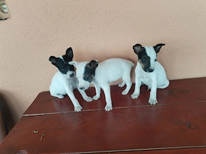 Jack Russel terrier (metis)  - imagine 5