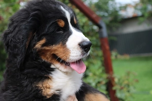  2 femele Ciobănesc de Berna - Pedigree UCHR - imagine 4
