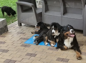  2 femele Ciobănesc de Berna - Pedigree UCHR - imagine 5