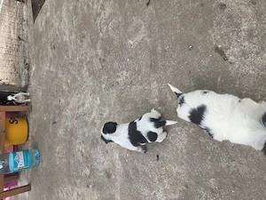 Catei bichon havanez - imagine 4