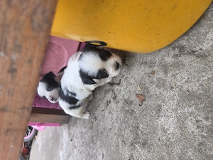 Catei bichon havanez - imagine 3