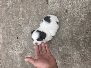 Catei bichon havanez - imagine 2