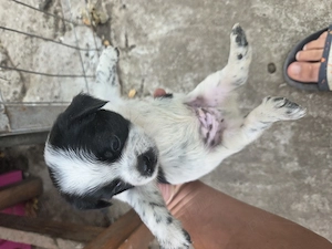 Catei bichon havanez