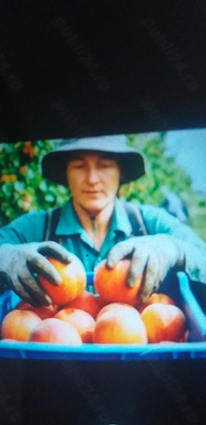 Se caută oameni la munca  in agricultura 