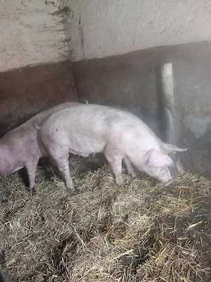 van porci 