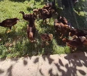 Vând puicuțe Rhode Island rasă pură 