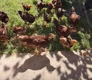 Vând puicuțe Rhode Island rasă pură  - imagine 2