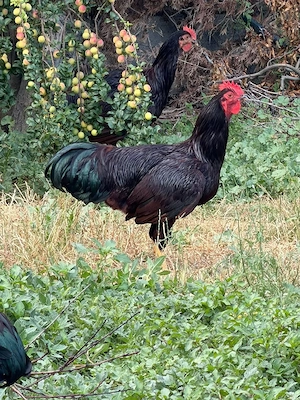 Vând puicuțe Rhode Island rasă pură  - imagine 4