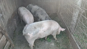 Porci de vânzare  - imagine 2