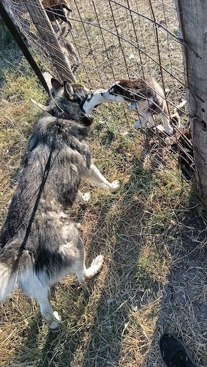 mascul Husky Siberia x Câine Lup Cehoslovac  - imagine 2