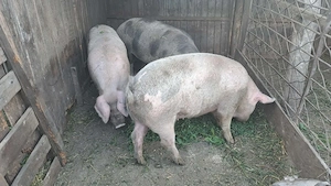 Porci de vânzare  - imagine 3