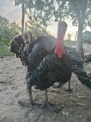 Vand curcanii de anul acesta