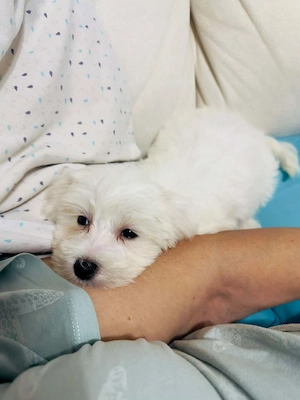 Vând Bichon Maltez Talie mică