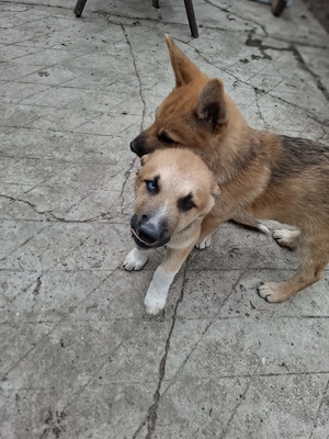 Catei husky mallinois