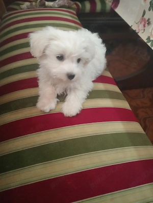 bichon vanzare  - imagine 2