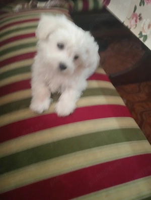 bichon vanzare  - imagine 4
