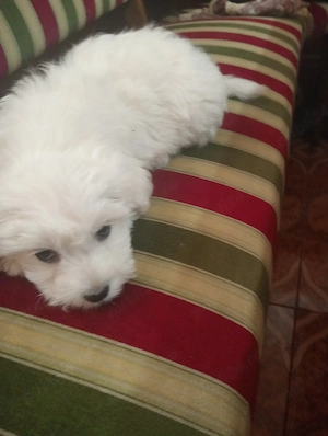 bichon vanzare  - imagine 3