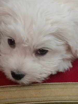 bichon vanzare  - imagine 5