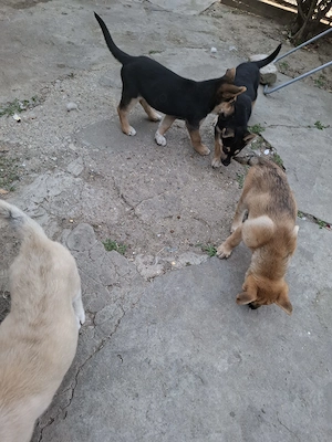 Catei husky mallinois - imagine 4
