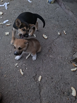 Catei husky mallinois - imagine 3
