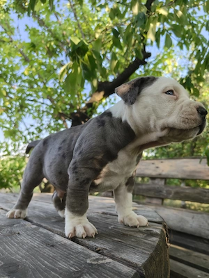 American bully disponibil - imagine 3