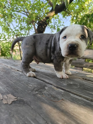 American bully disponibil - imagine 2