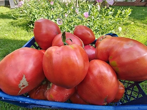 Roși bio gustoase 