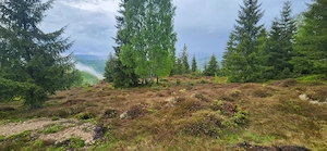 Teren Apuseni, Sohodol , Albac