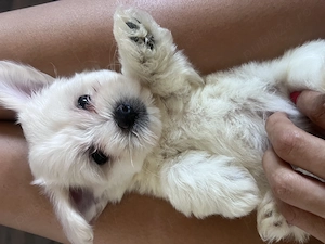 Bichon maltez rasa pura - imagine 3
