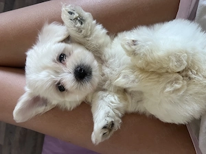 Bichon maltez rasa pura - imagine 4