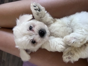 Bichon maltez rasa pura - imagine 2