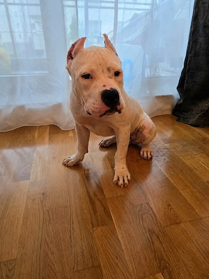 Femelă de American Bully cu pedigree - imagine 2