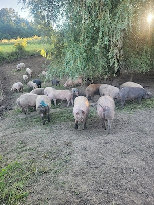De vanzare