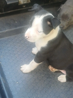 american bully