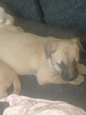 american bully