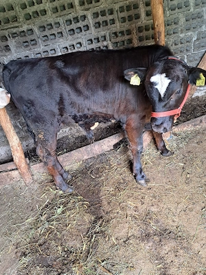 vand tauras angus de  5 luni - imagine 3