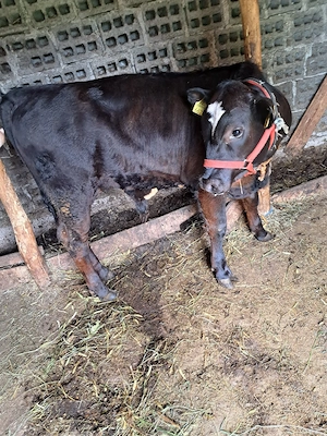 vand tauras angus de  5 luni - imagine 2
