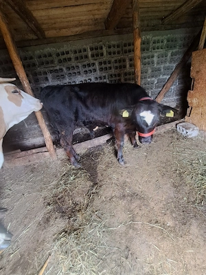 vand tauras angus de  5 luni