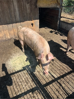 Porci si purcei de vanzare! - imagine 2