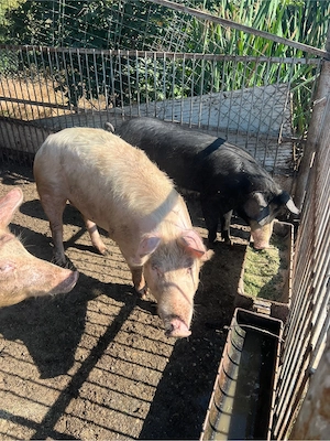 Porci si purcei de vanzare!