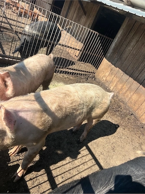 Porci si purcei de vanzare! - imagine 5