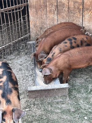 Porci si purcei de vanzare! - imagine 4