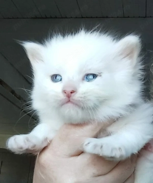 baietel angora turceasa disponibil