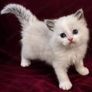 fetita frumoasa ragdoll disponibila 