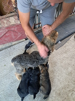 vand catei Terrier - imagine 3